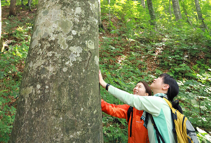 白神山地トレッキングの様子