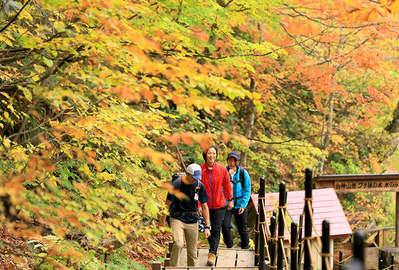 紅葉の白神山地トレッキング